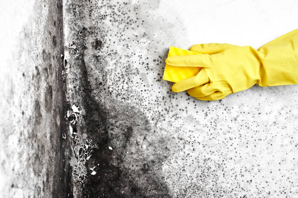 Best Mold Removal Specialists  in Wentworth, NC