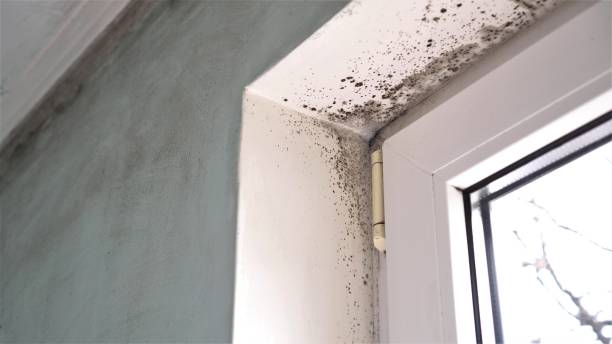 Best Mold Removal Company Near Me  in Wentworth, NC