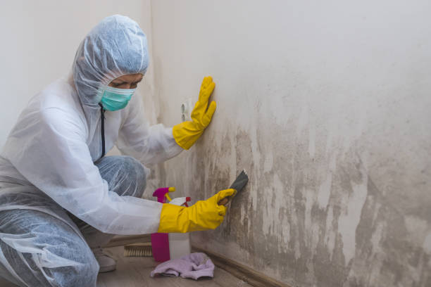 Wentworth, NC Mold Removal Company