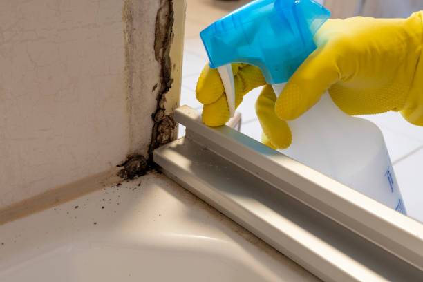 Best Residential Mold Removal  in Wentworth, NC