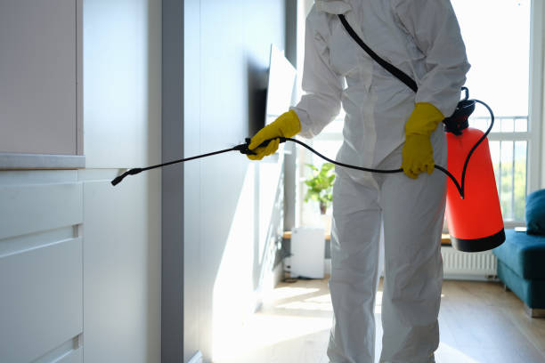 Best Mold Damage Repair  in Wentworth, NC