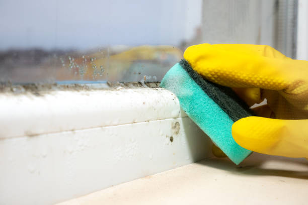 Best Water Damage Restoration  in Wentworth, NC