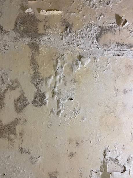 Best Professional Mold Removal  in Wentworth, NC