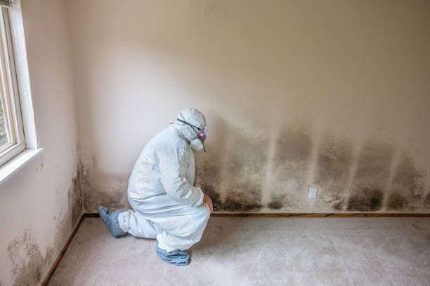 Best Mold Cleaning Services  in Wentworth, NC